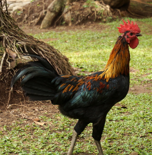 A chicken